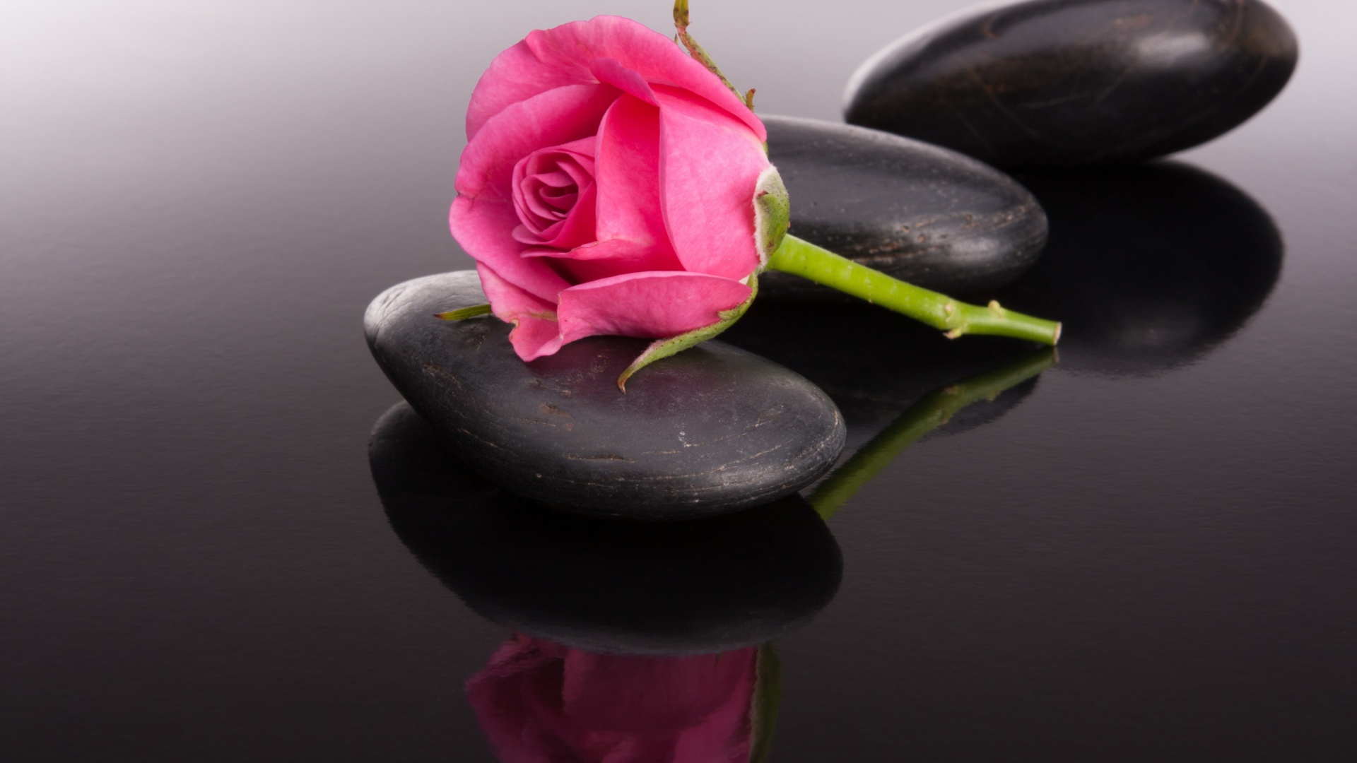 Pink rose and pebbles wallpaper 1920x1080