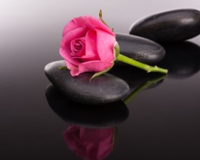 Das Pink rose and pebbles Wallpaper 220x176