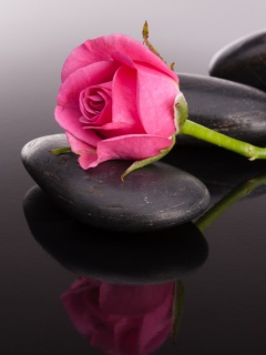 Pink rose and pebbles wallpaper 240x320