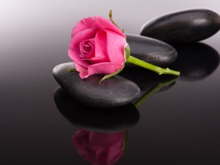 Обои Pink rose and pebbles 320x240