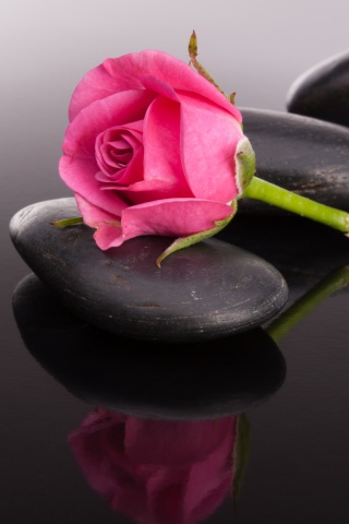 Das Pink rose and pebbles Wallpaper 320x480