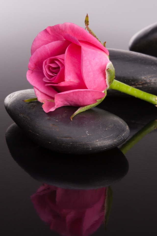 Pink rose and pebbles wallpaper 640x960