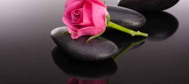 Pink rose and pebbles wallpaper 720x320
