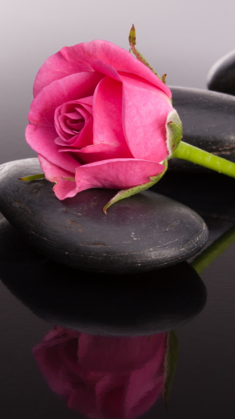 Das Pink rose and pebbles Wallpaper 750x1334