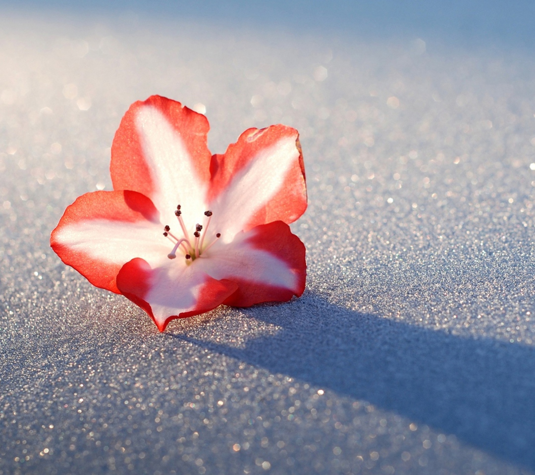 Sfondi Azalea Snow Flower 1080x960