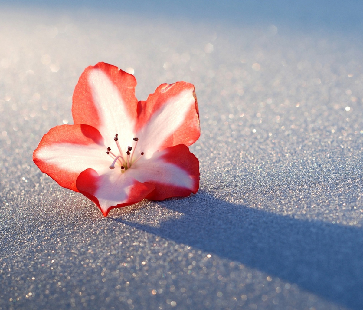 Screenshot №1 pro téma Azalea Snow Flower 1200x1024