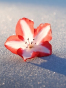Fondo de pantalla Azalea Snow Flower 132x176