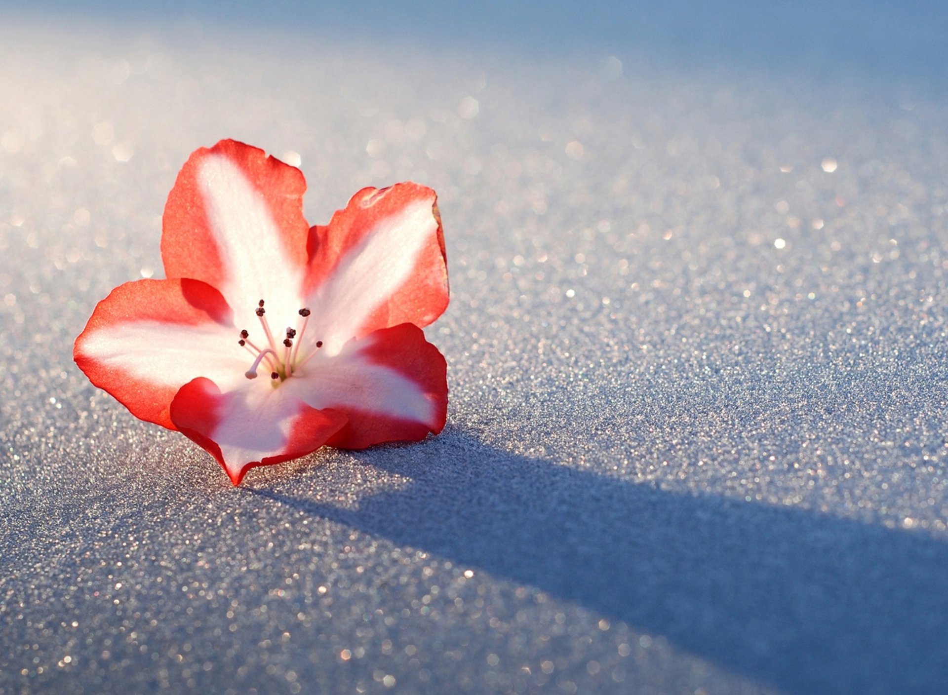 Fondo de pantalla Azalea Snow Flower 1920x1408