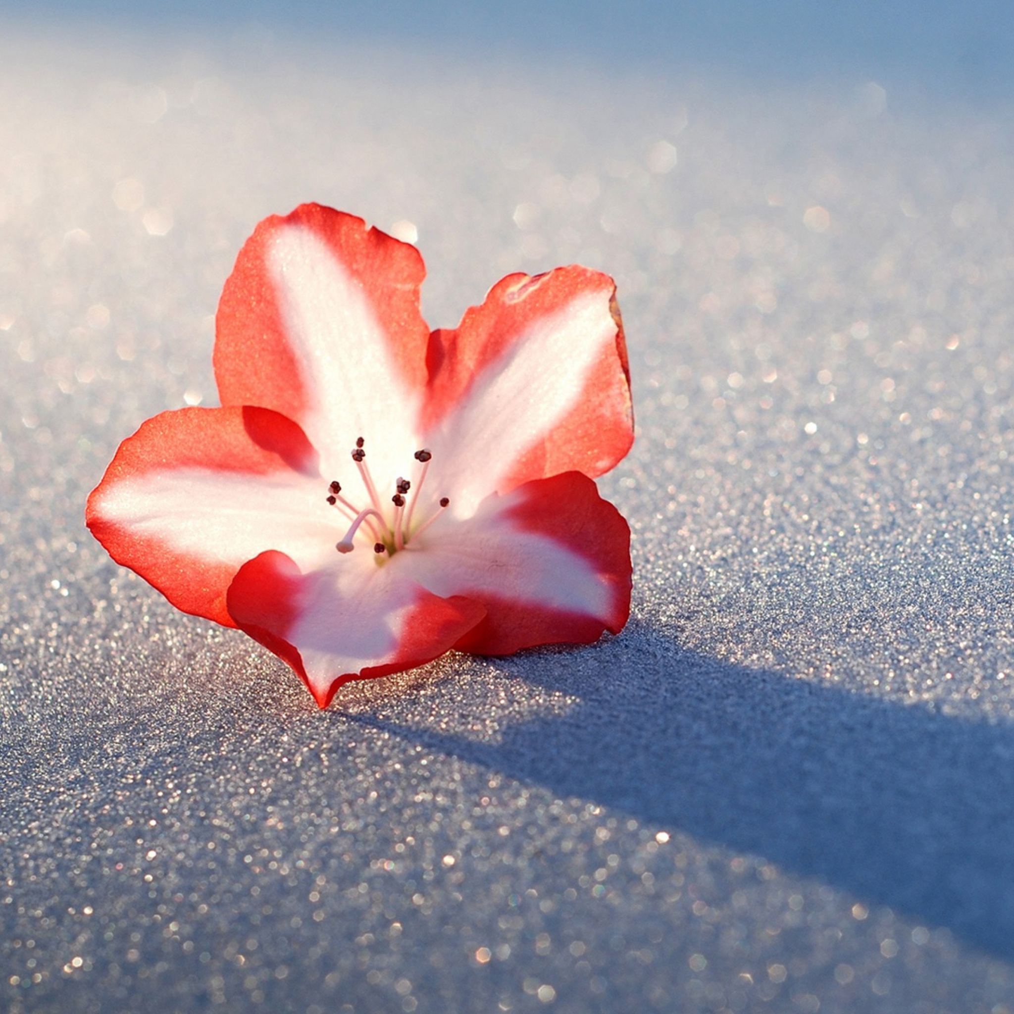 Обои Azalea Snow Flower 2048x2048