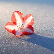 Обои Azalea Snow Flower 208x208
