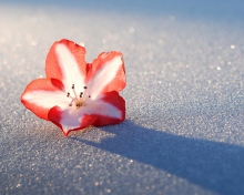 Screenshot №1 pro téma Azalea Snow Flower 220x176