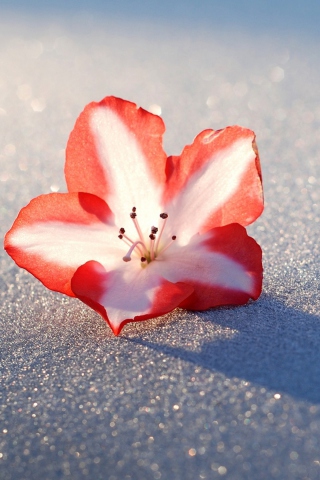 Fondo de pantalla Azalea Snow Flower 320x480