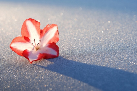 Fondo de pantalla Azalea Snow Flower 480x320