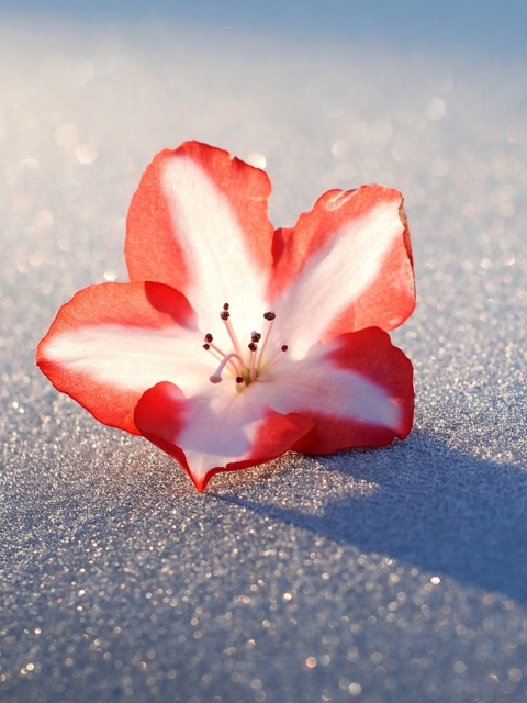 Das Azalea Snow Flower Wallpaper 480x640