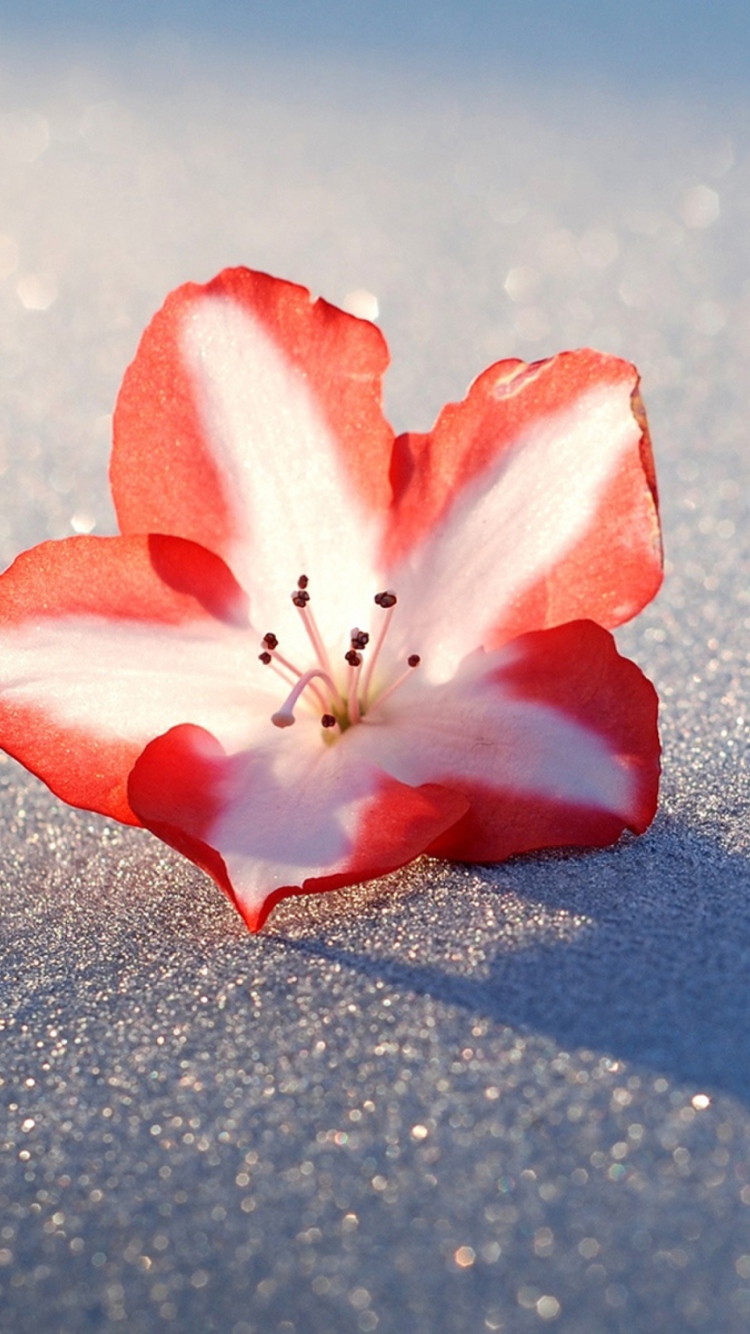 Обои Azalea Snow Flower 750x1334