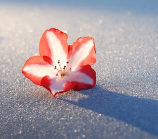 Kostenloses Azalea Snow Flower Wallpaper für Samsung B159 Hero Plus