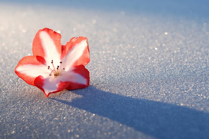 Das Azalea Snow Flower Wallpaper