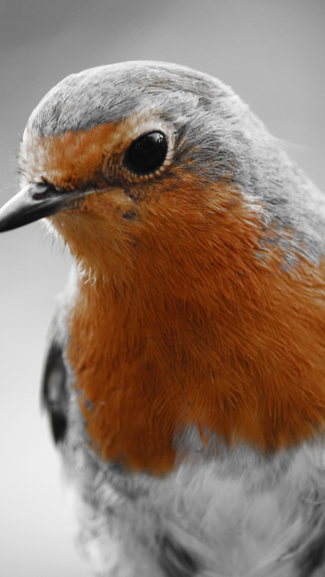 Das Robin Redbreast Wallpaper 640x1136