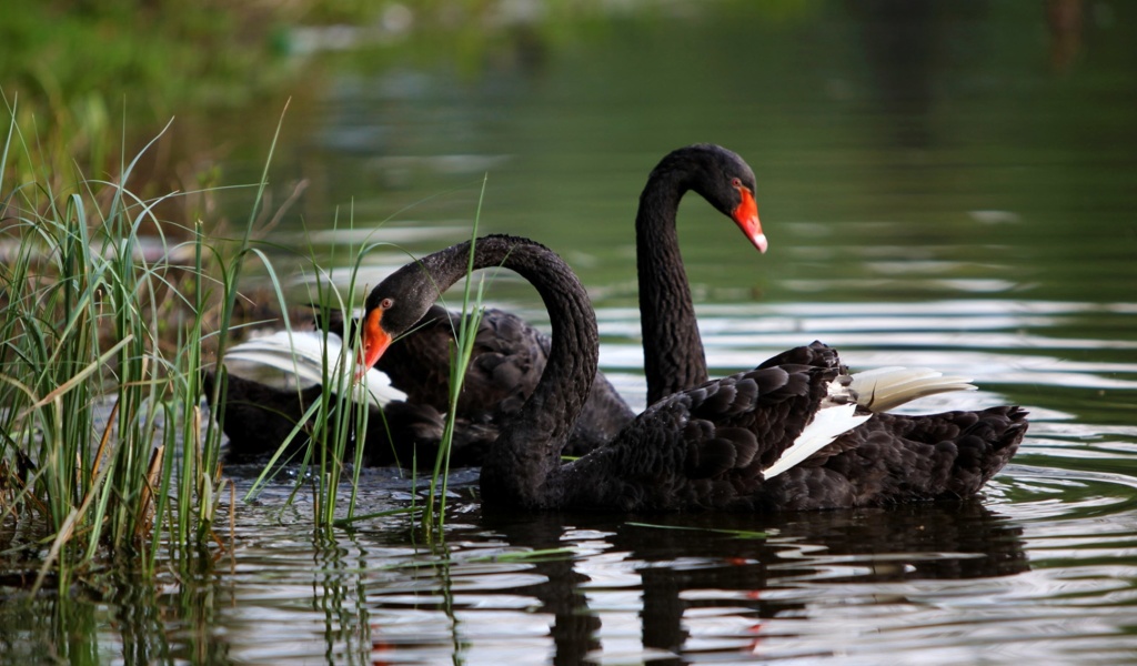 Fondo de pantalla Black Swans on Pond 1024x600