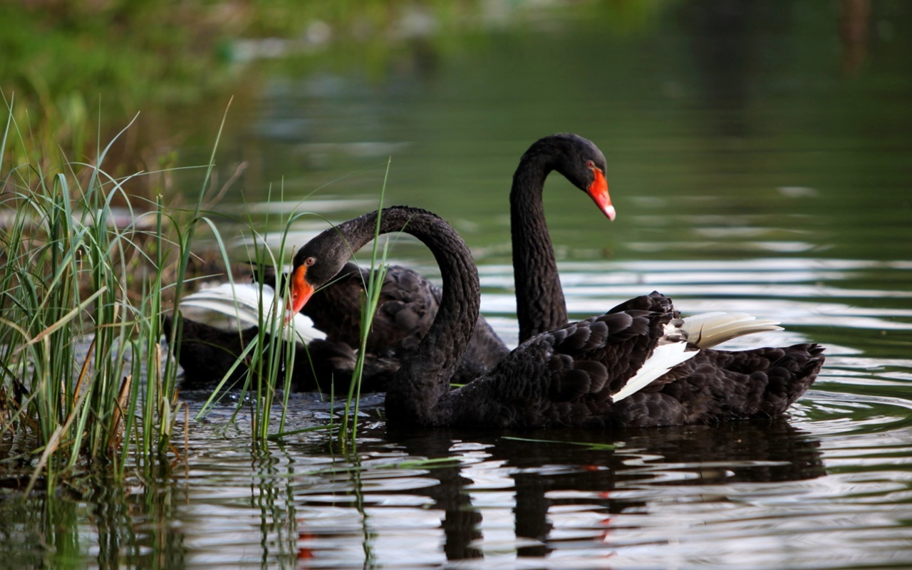 Black Swans on Pond wallpaper 1280x800