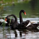 Screenshot №1 pro téma Black Swans on Pond 128x128