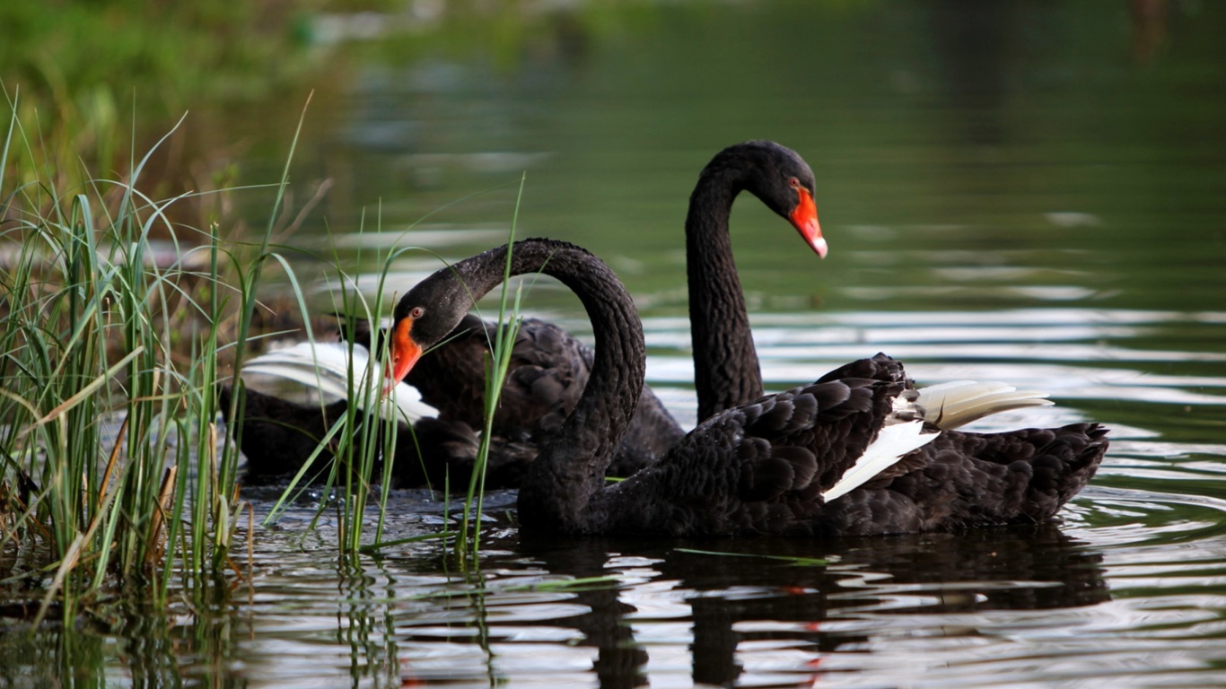 Fondo de pantalla Black Swans on Pond 1366x768