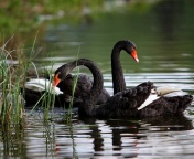 Black Swans on Pond wallpaper 176x144