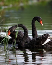 Black Swans on Pond wallpaper 176x220