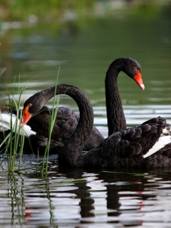 Das Black Swans on Pond Wallpaper 240x320