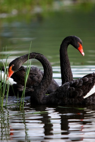 Обои Black Swans on Pond 320x480