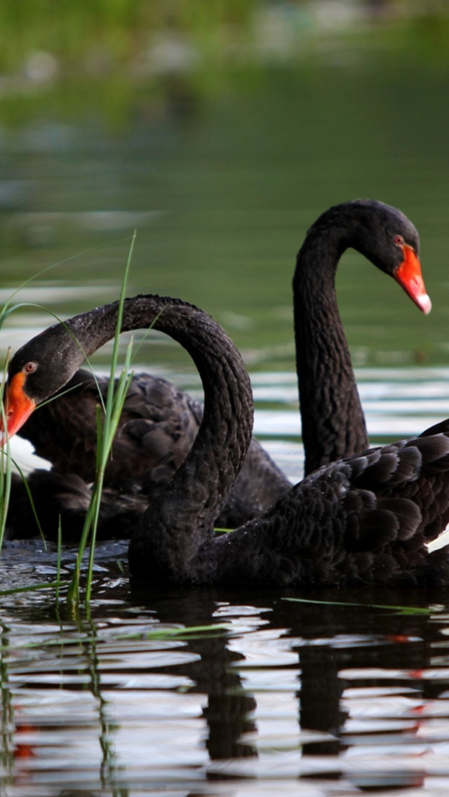 Fondo de pantalla Black Swans on Pond 640x1136