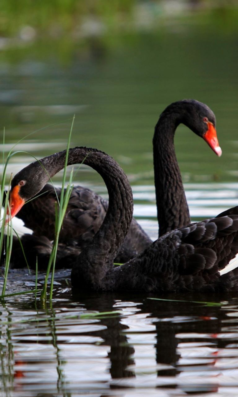 Обои Black Swans on Pond 768x1280