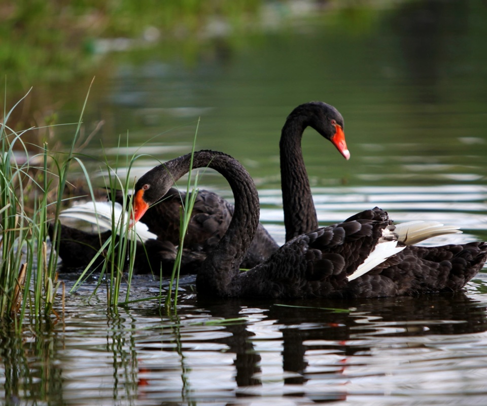 Das Black Swans on Pond Wallpaper 960x800