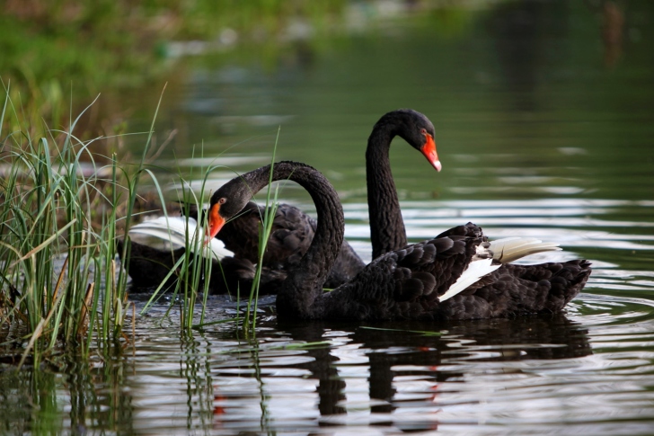 Обои Black Swans on Pond