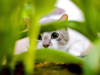 Das Cat In Grass Wallpaper 320x240