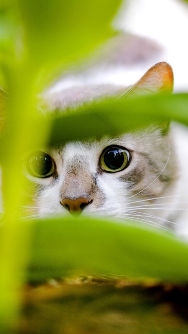 Das Cat In Grass Wallpaper 640x1136