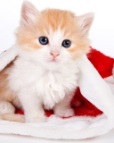 Обои Cat And Santa Hat 128x160