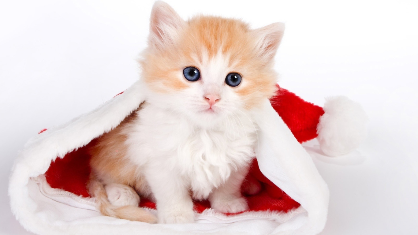 Screenshot №1 pro téma Cat And Santa Hat 1366x768