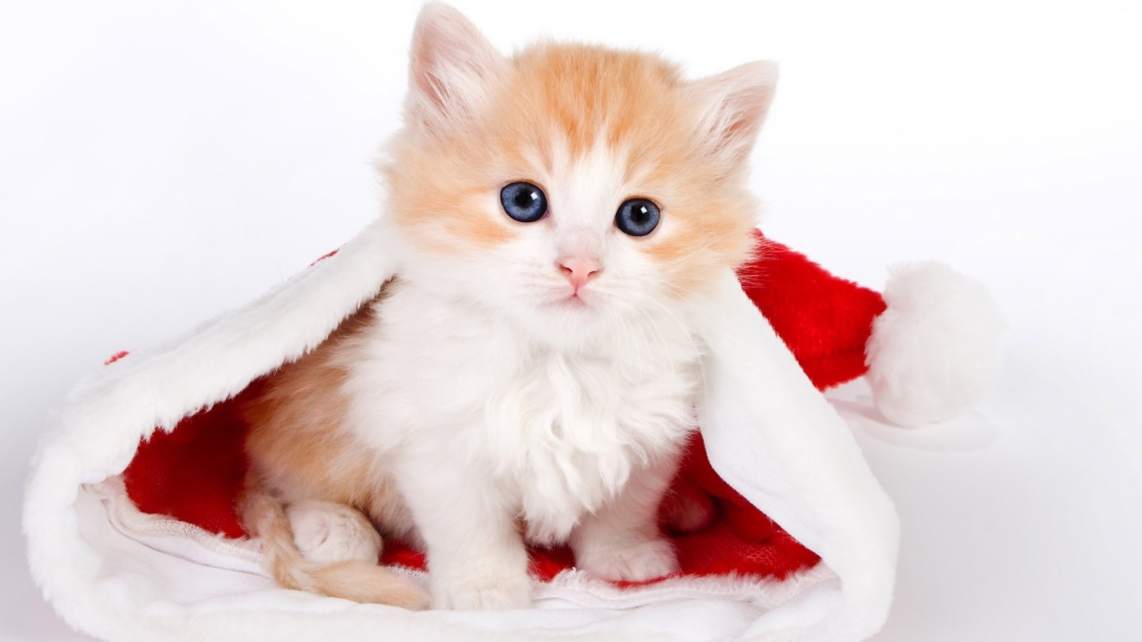 Sfondi Cat And Santa Hat 1600x900