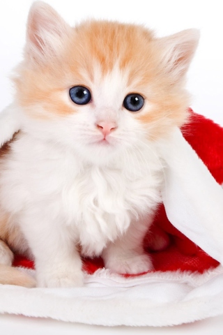Cat And Santa Hat screenshot #1 320x480