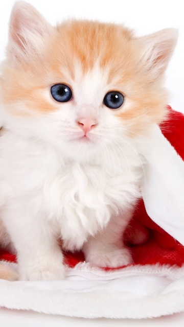 Das Cat And Santa Hat Wallpaper 360x640