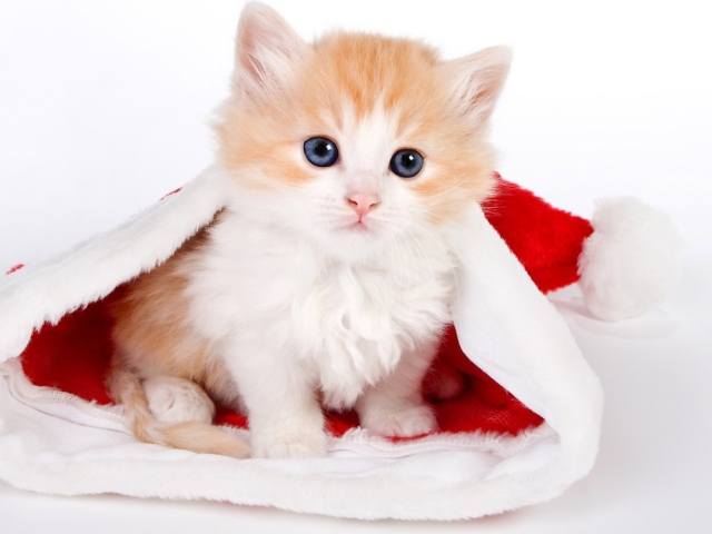 Cat And Santa Hat screenshot #1 640x480