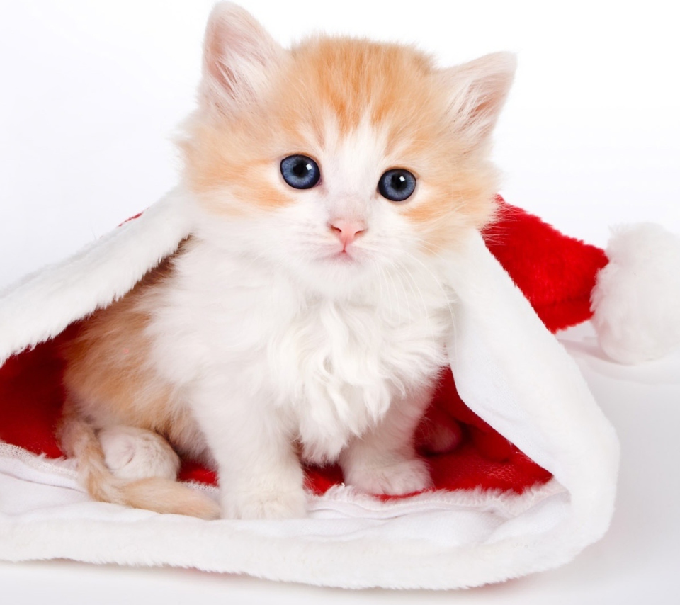 Cat And Santa Hat wallpaper 960x854