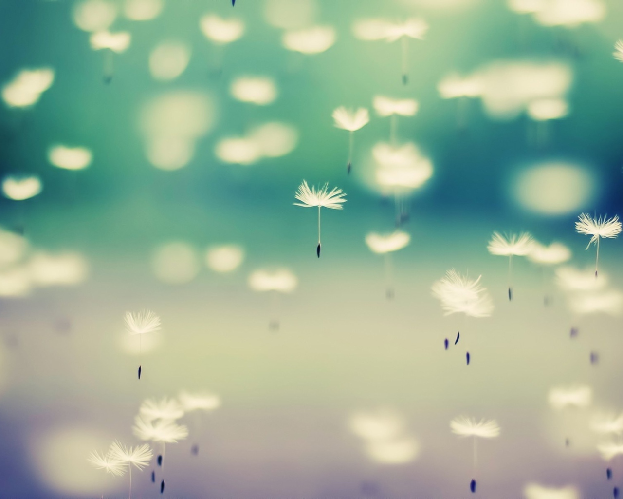 Flying Dandelion Seeds wallpaper 1280x1024