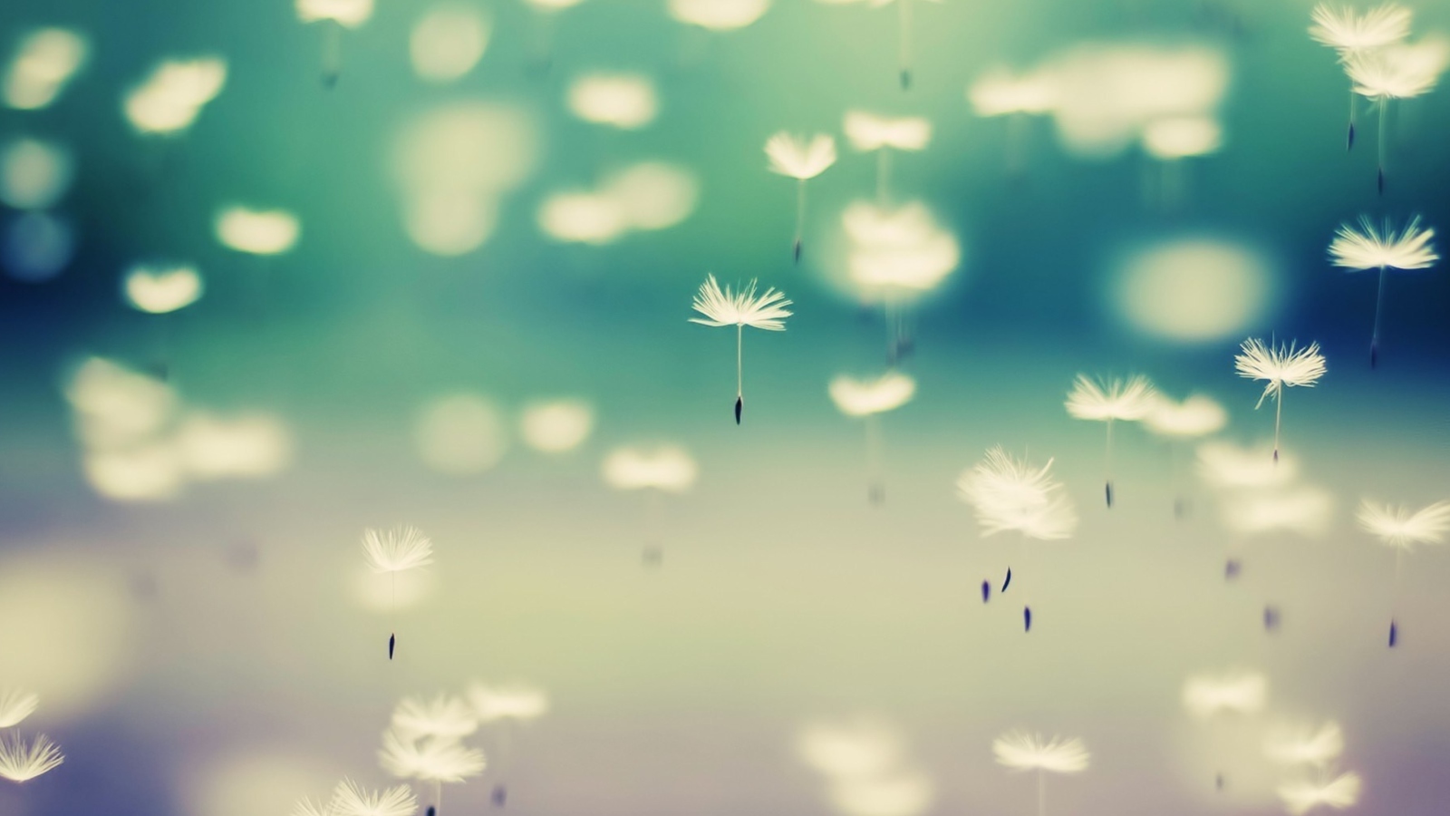 Screenshot №1 pro téma Flying Dandelion Seeds 1600x900