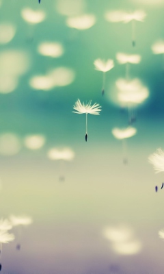 Flying Dandelion Seeds screenshot #1 240x400