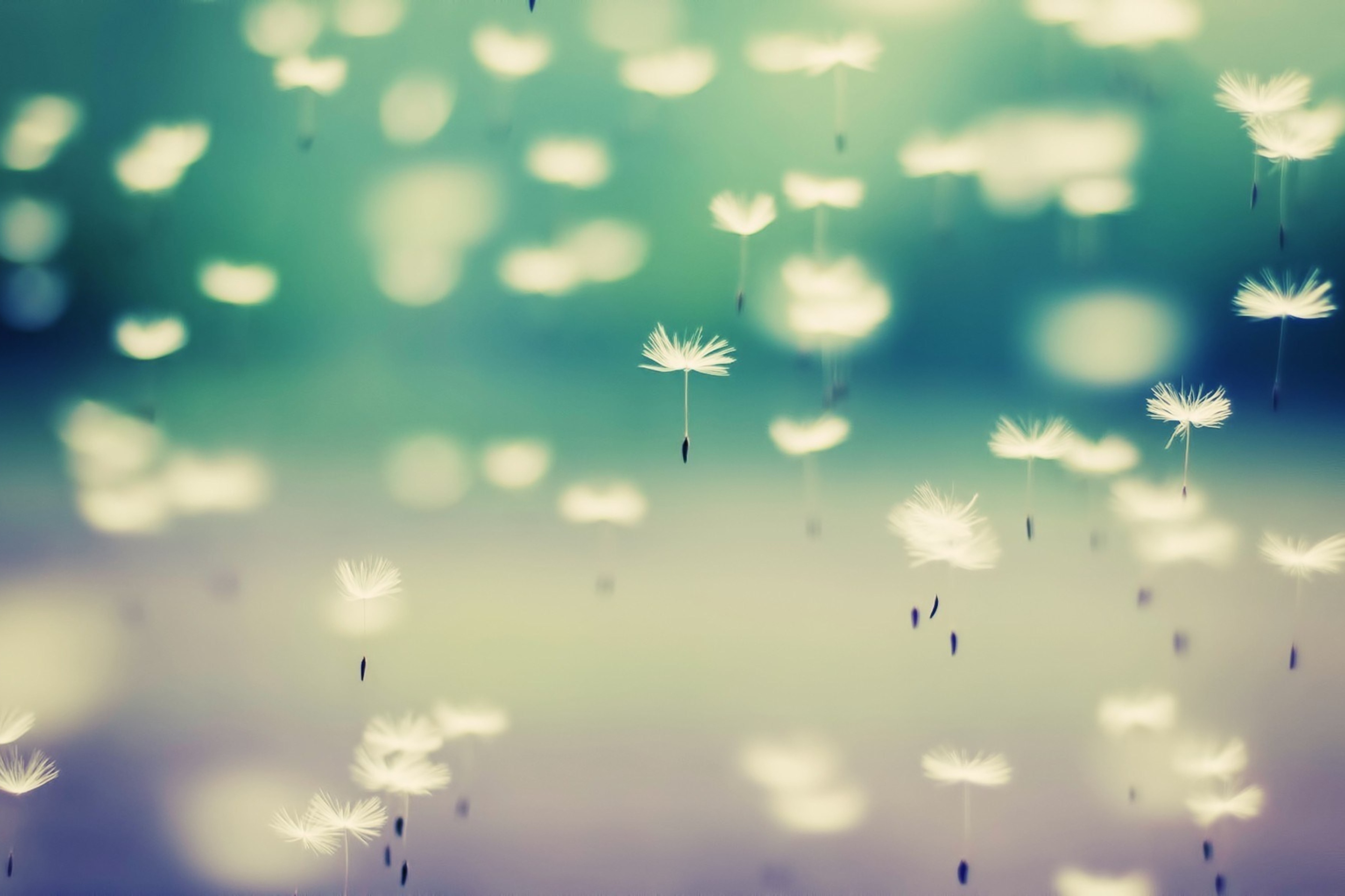 Flying Dandelion Seeds wallpaper 2880x1920