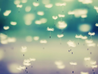 Das Flying Dandelion Seeds Wallpaper 320x240