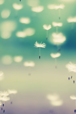 Flying Dandelion Seeds screenshot #1 320x480