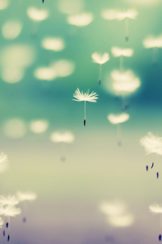 Flying Dandelion Seeds wallpaper 320x480